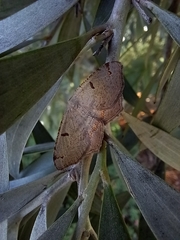 Dissomorphia australiaria