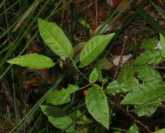 Solanum inaequilaterum