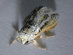 Abantiades mcquillani