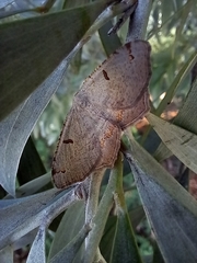 Dissomorphia australiaria