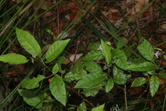 Solanum inaequilaterum