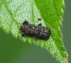 Octotoma scabripennis