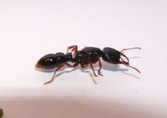 Amblyopone australis