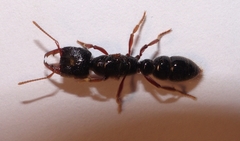 Amblyopone australis