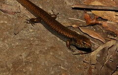 Silvascincus murrayi