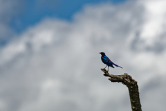 Lamprotornis australis