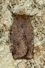 Conistra staudingeri