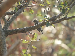 Muscicapa dauurica