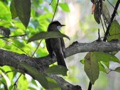 Hemixos castanonotus