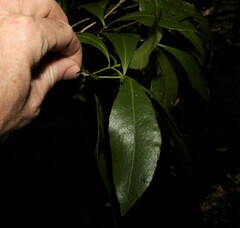 Denhamia celastroides