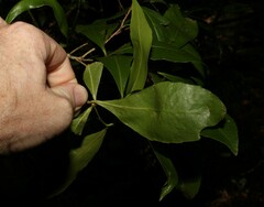Denhamia celastroides