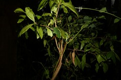 Denhamia celastroides