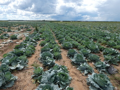 Brassica oleracea capitata