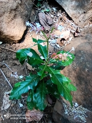 Rauvolfia serpentina