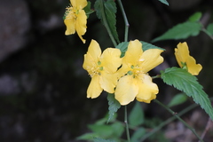 Kerria japonica