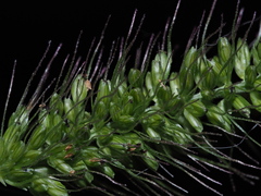 Setaria adhaerens