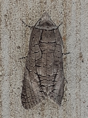 Culama australis