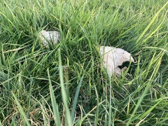 Fungi