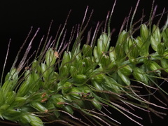 Setaria adhaerens