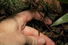 Dawsonia