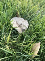 Fungi
