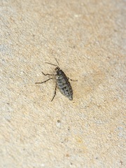 Phigalia strigataria