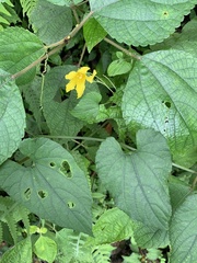 Thladiantha punctata