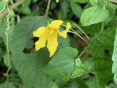 Thladiantha punctata