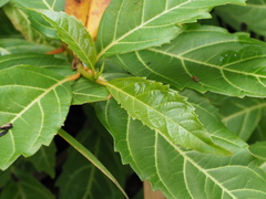 Citharexylum spinosum