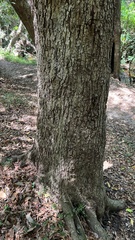 Syzygium floribundum