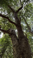 Syzygium floribundum