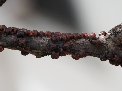 Lobate Lac Scale photo 3
