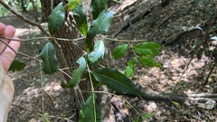 Syzygium floribundum