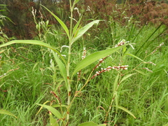 Persicaria attenuata