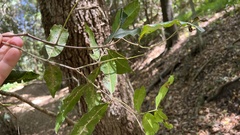Syzygium floribundum