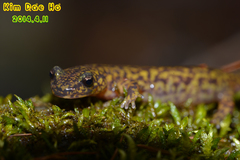 Onychodactylus koreanus