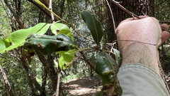 Syzygium floribundum