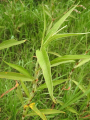 Persicaria attenuata