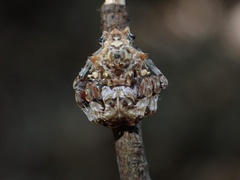 Arkys multituberculatus