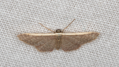 Idaea costaria