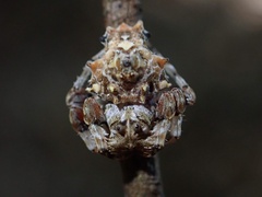 Arkys multituberculatus