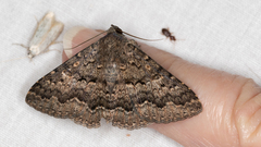 Eudesmeola lawsoni