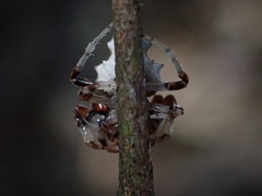 Arkys multituberculatus