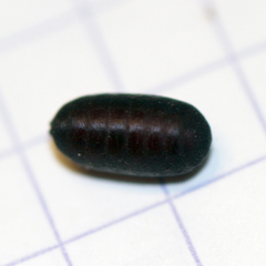 Trichopoda pictipennis