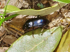 Harpalina