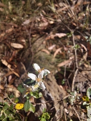 Olearia myrsinoides