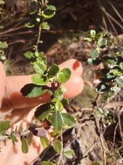 Olearia myrsinoides