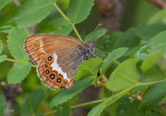 Coenonympha hero