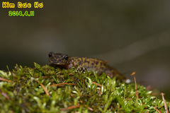 Onychodactylus koreanus