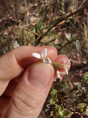 Olearia myrsinoides